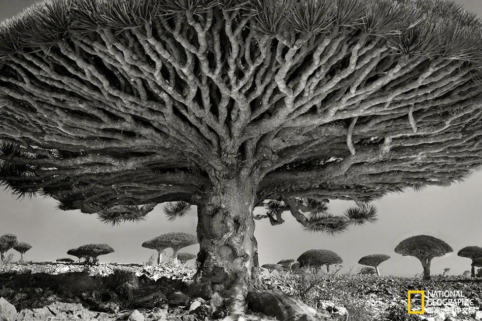 元神新服今天火爆敞開，限時boss奪寶福利狂歡迎